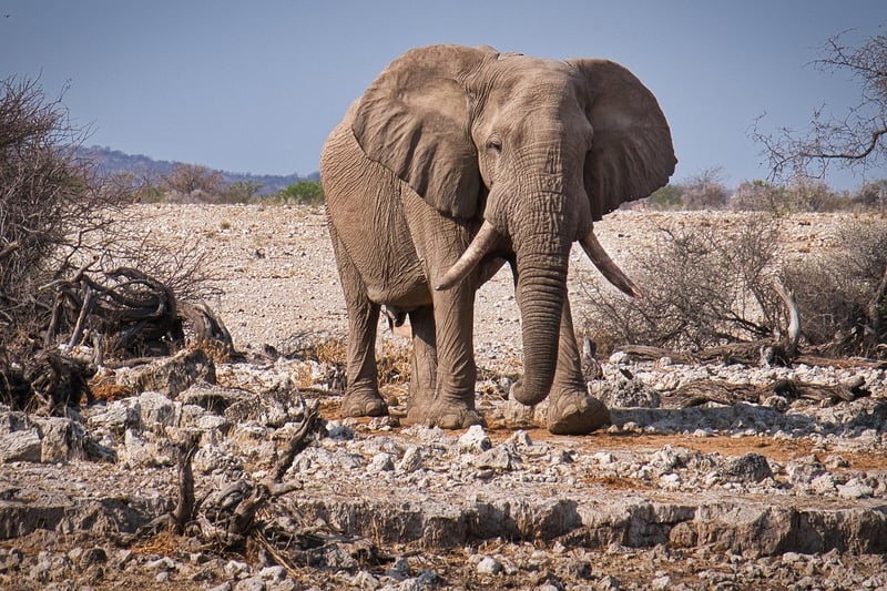 Safari in Serengeti National Park